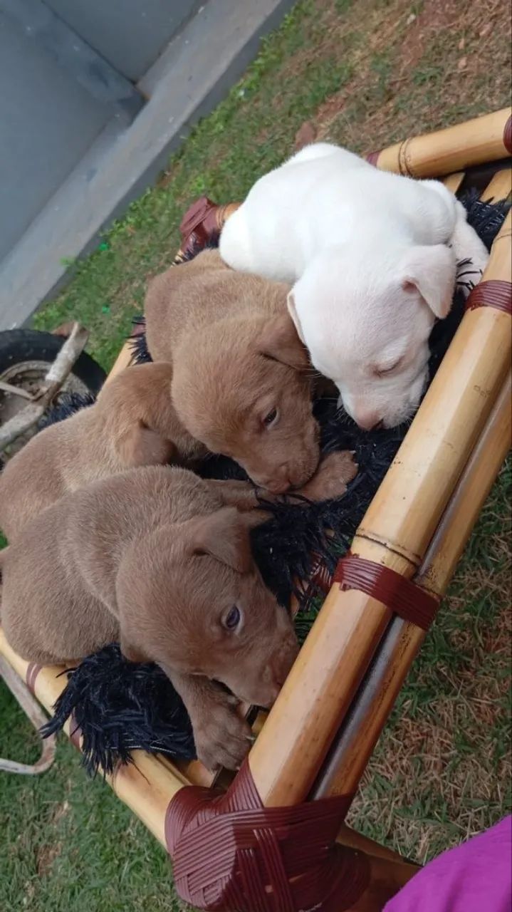 Doação Filhotes de cachorro mistura com pitbull - Foto 2