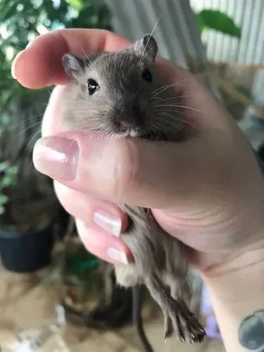 Gerbil esquilos da Mongólia  - Foto 2