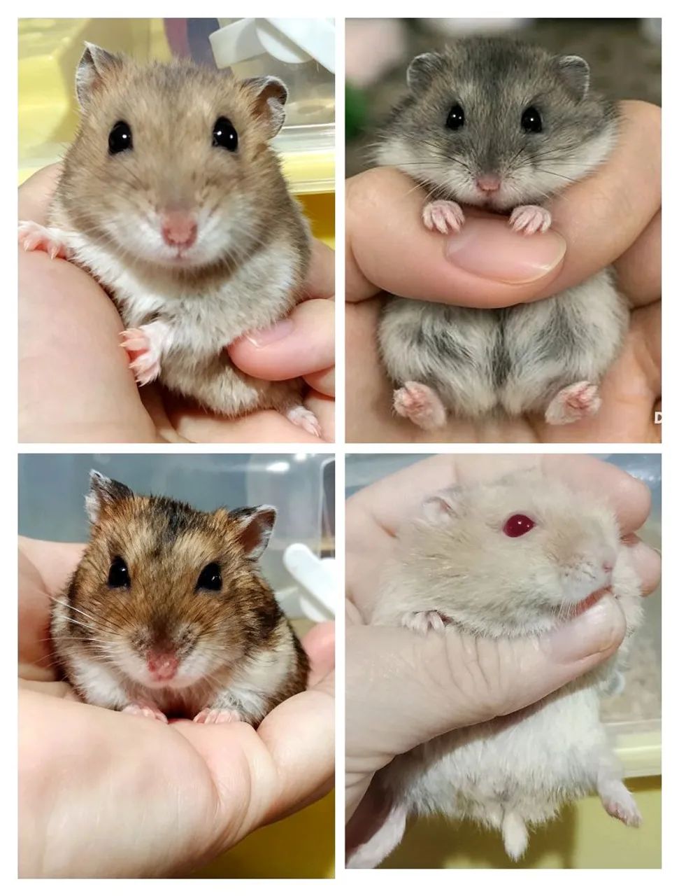 Hamster Russo 