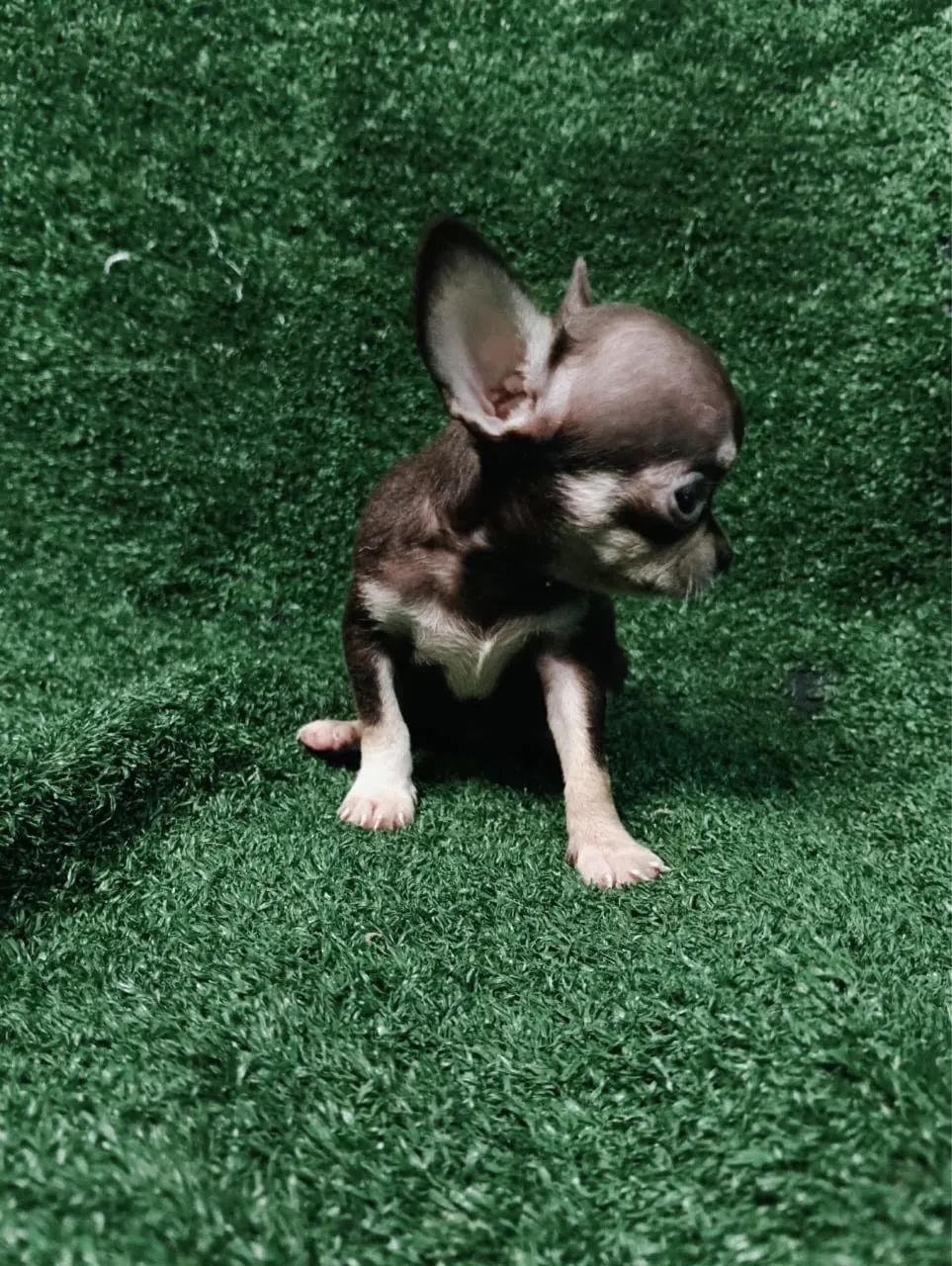 Fêmea chocolate chihuahua pelo curto miniatura