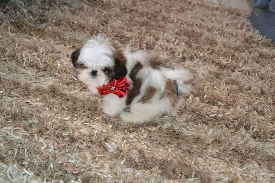 Shihtzu  - Foto 6