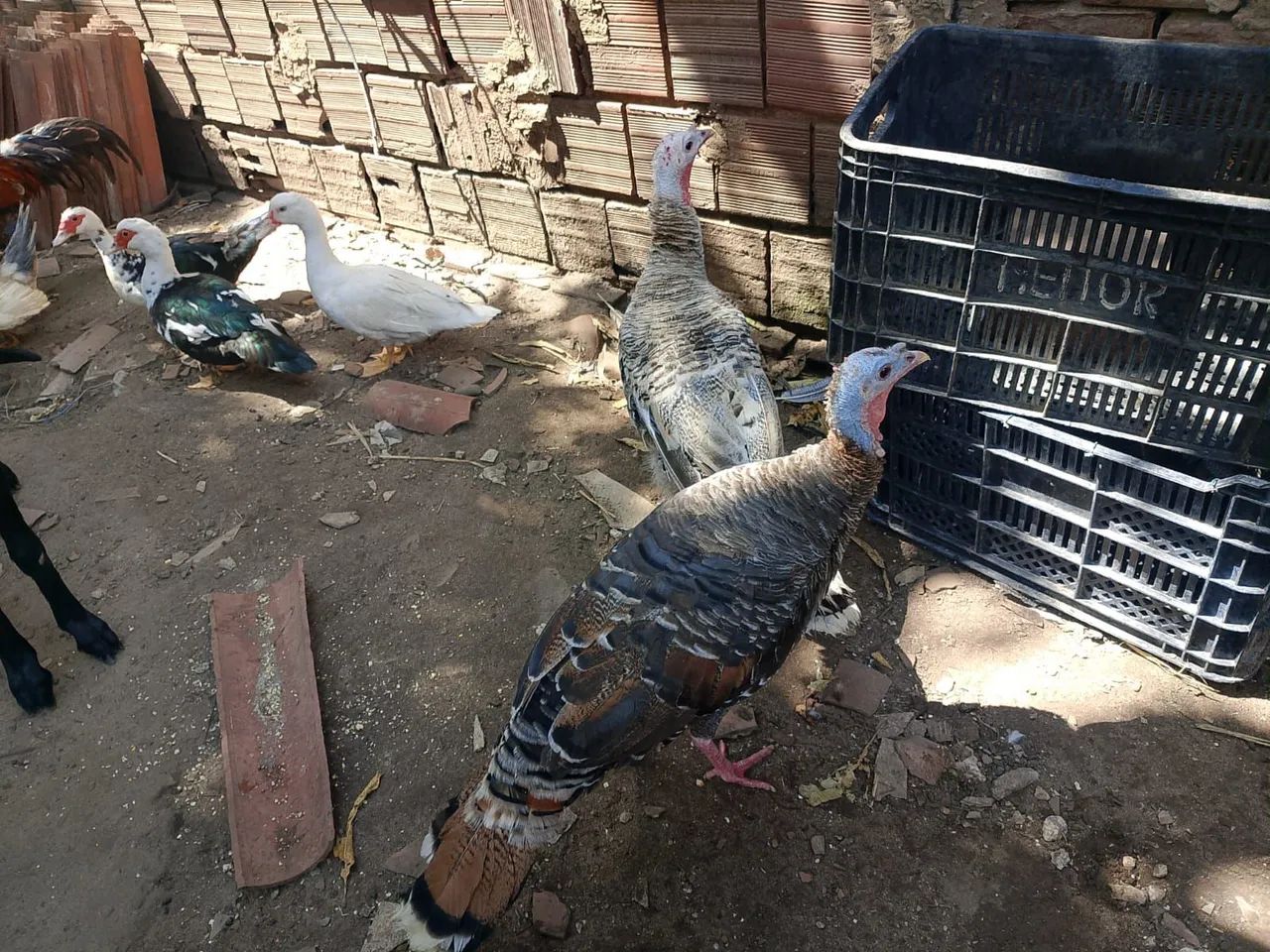 Peru