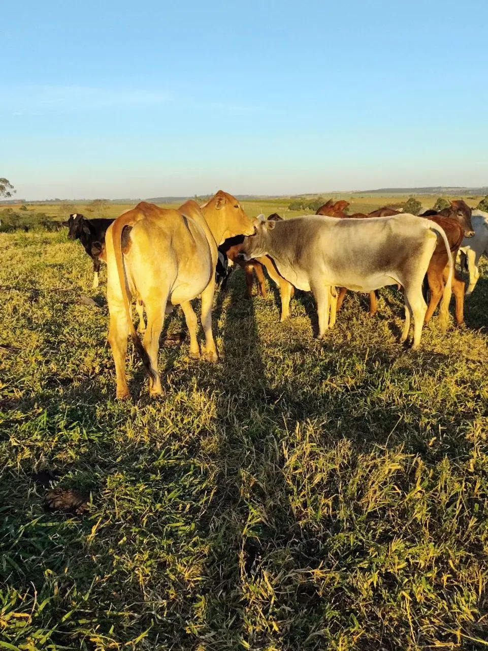 Vaca com bezerro