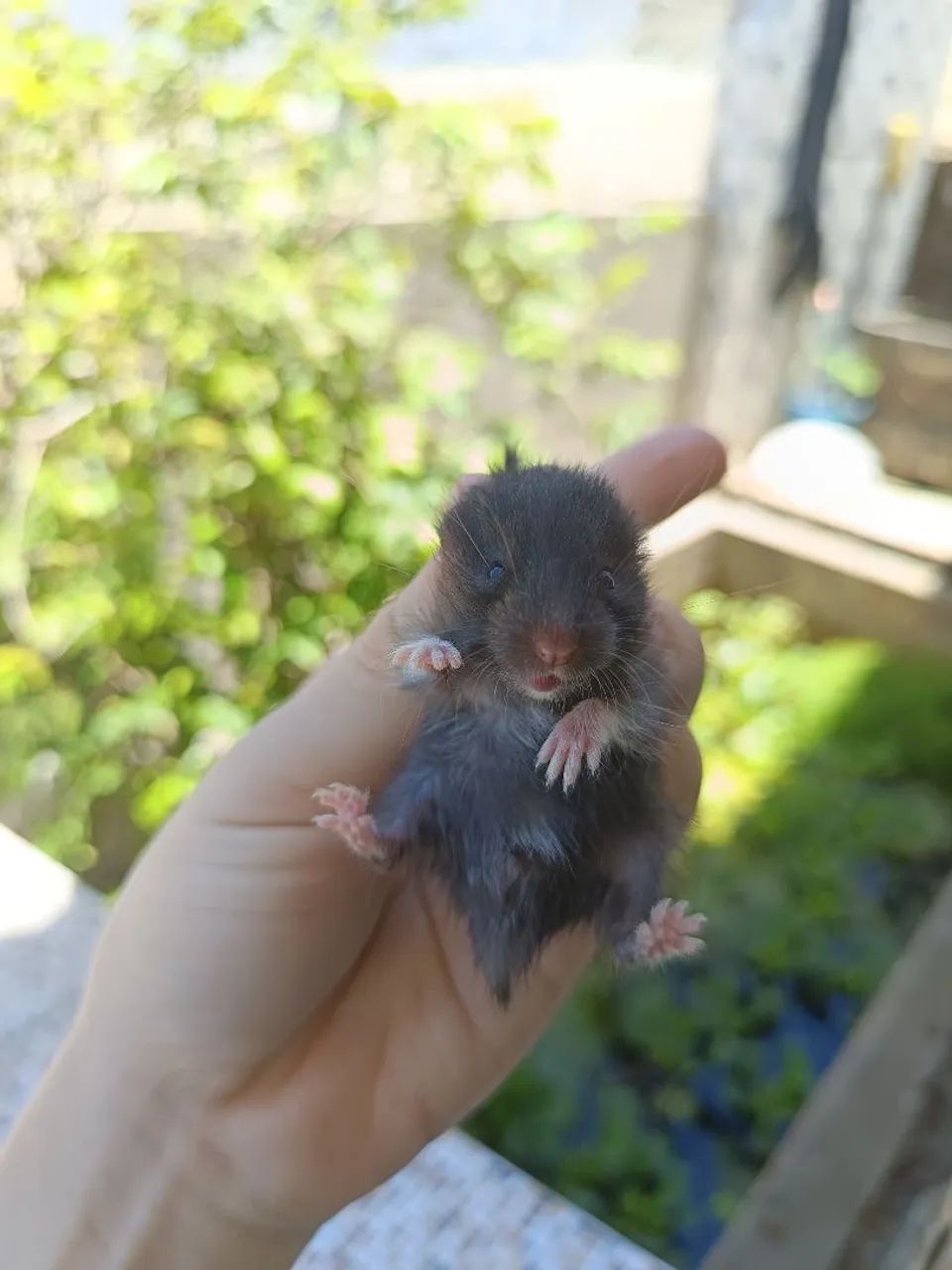 Hamster Angorá em Maceió  - Foto 4