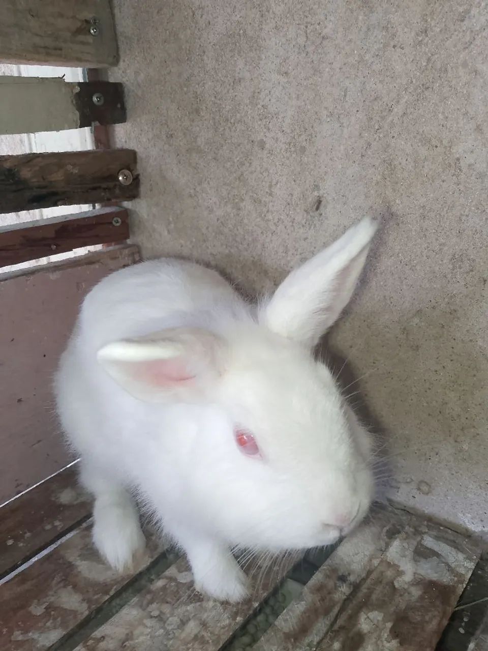 Vendo todos coelhos  - Foto 5