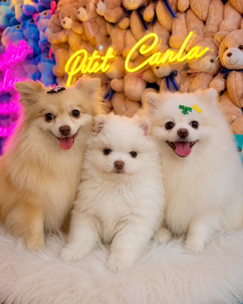 Filhote e Spitz Alemão  - Foto 4