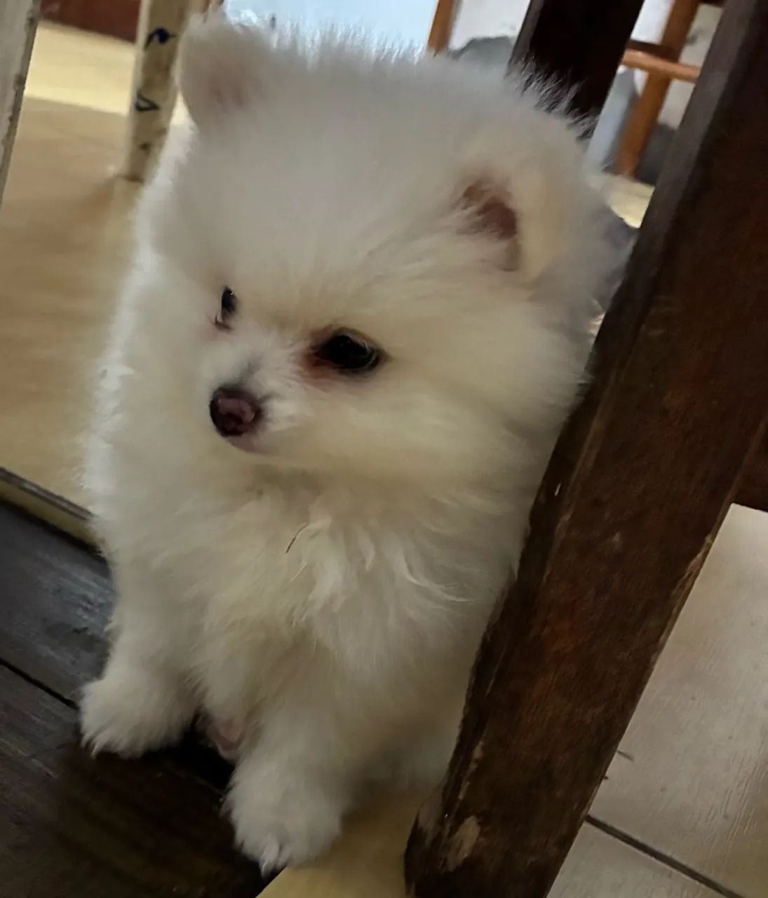 Pet 