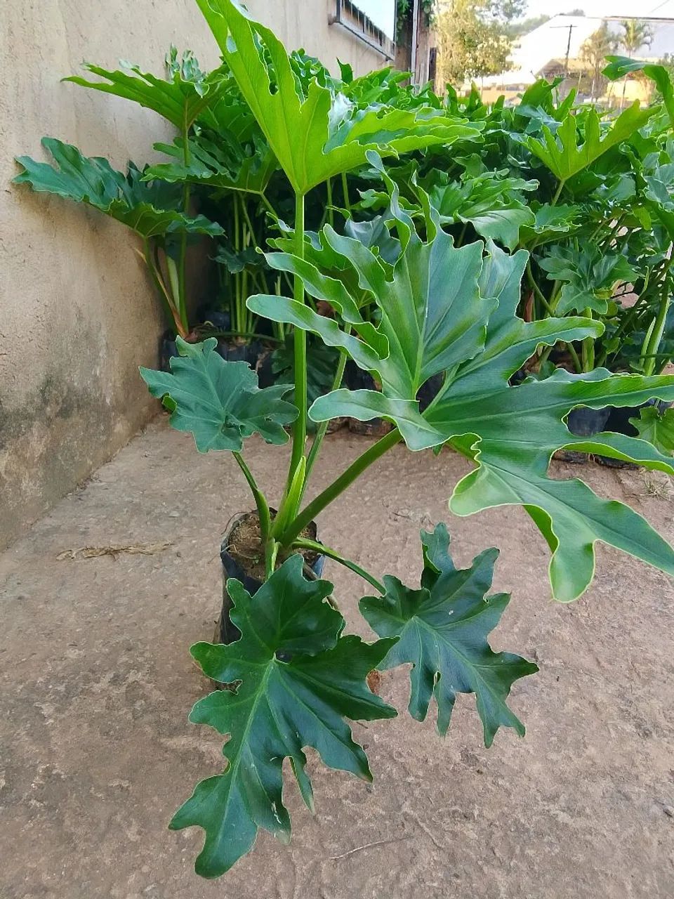Muda de Guaimbe  - Foto 4