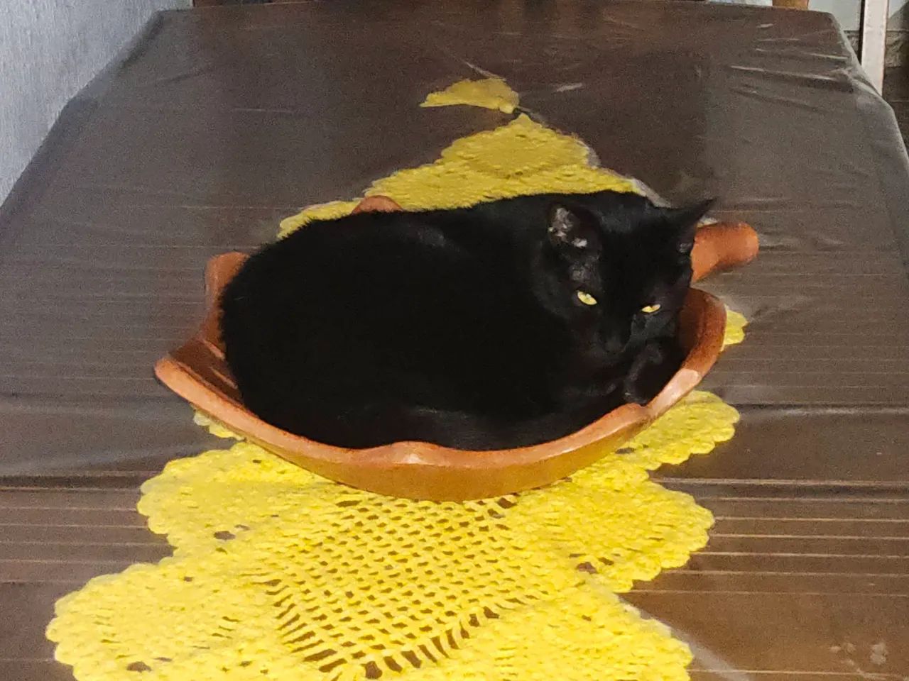 Doa-se gatinhas