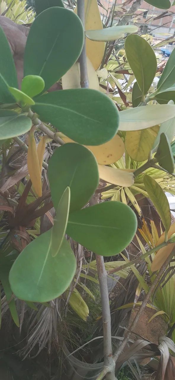 Planta  Clúsia (Clusia fluminensis) - Foto 2