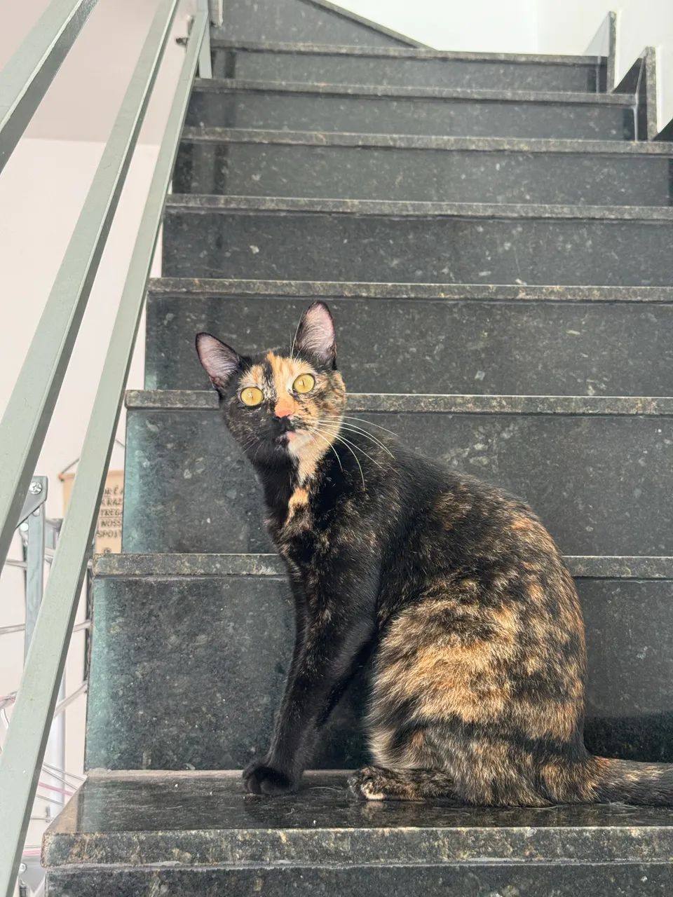 GATOS PARA ADOÇÃO RESPONSÁVEL  - Foto 2