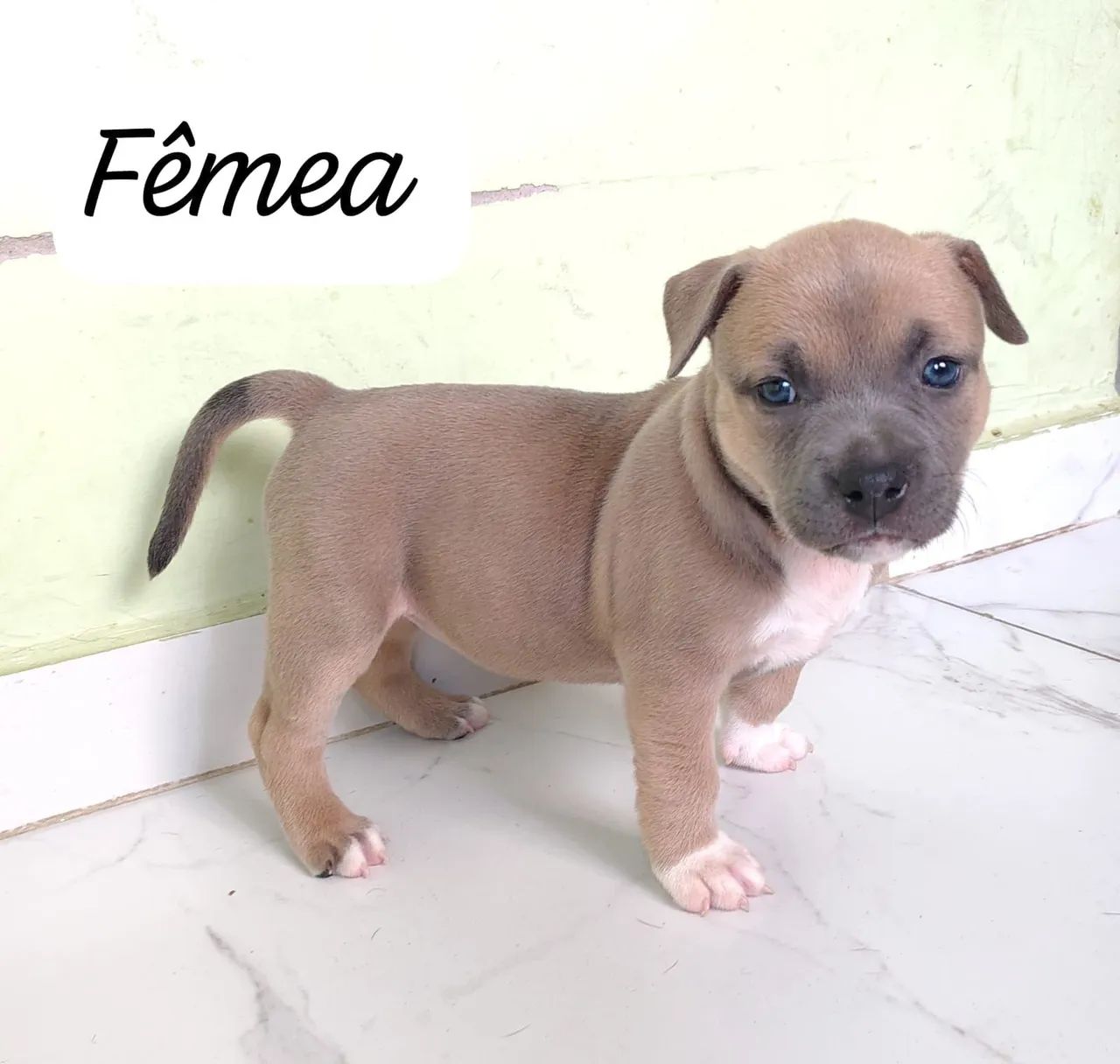 Venda de filhotes amistaf  - Foto 4