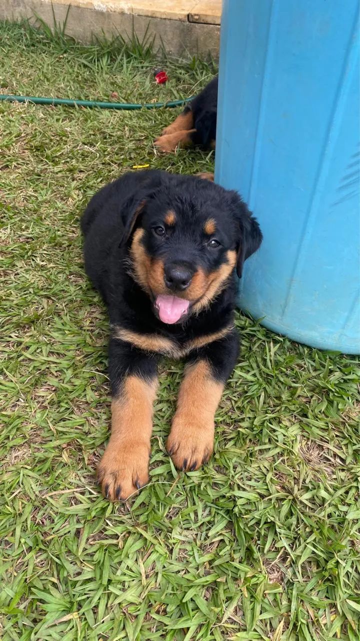 Filhote de Rottweiler 