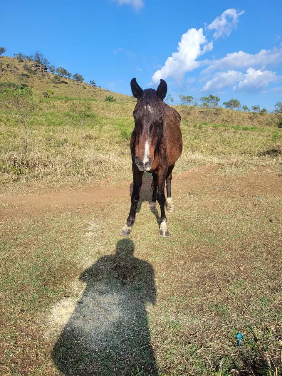 Egua mangalarga preta  - Foto 4