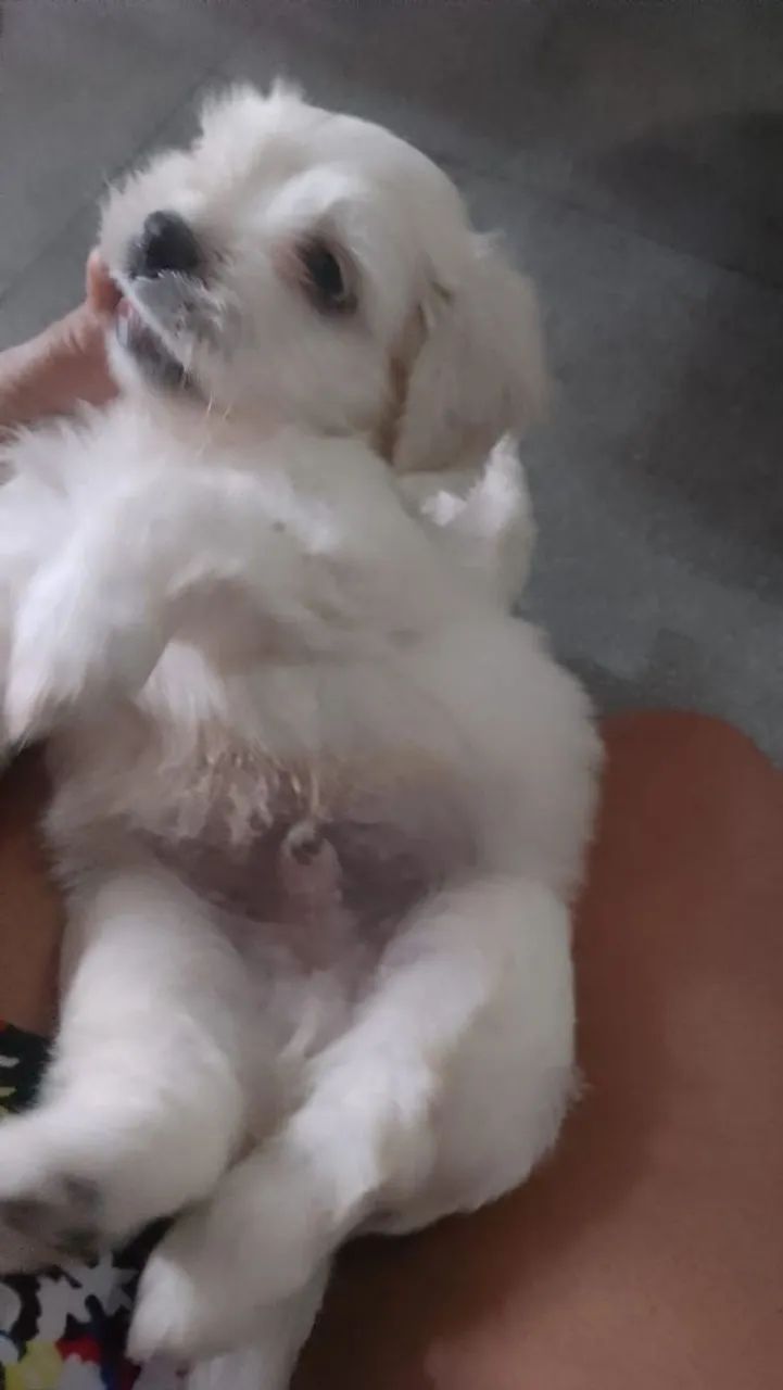 Cachorro 