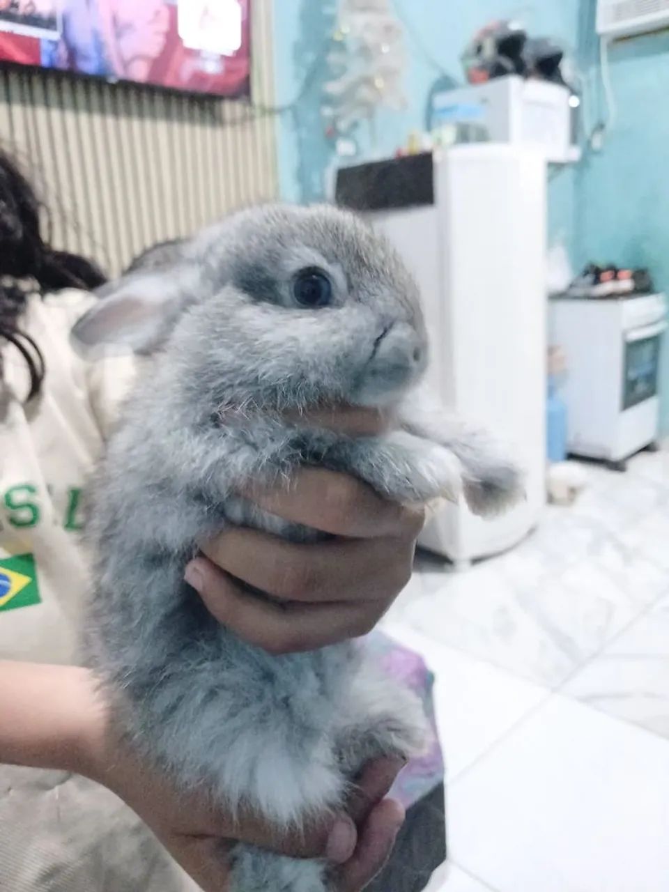Coelho macho