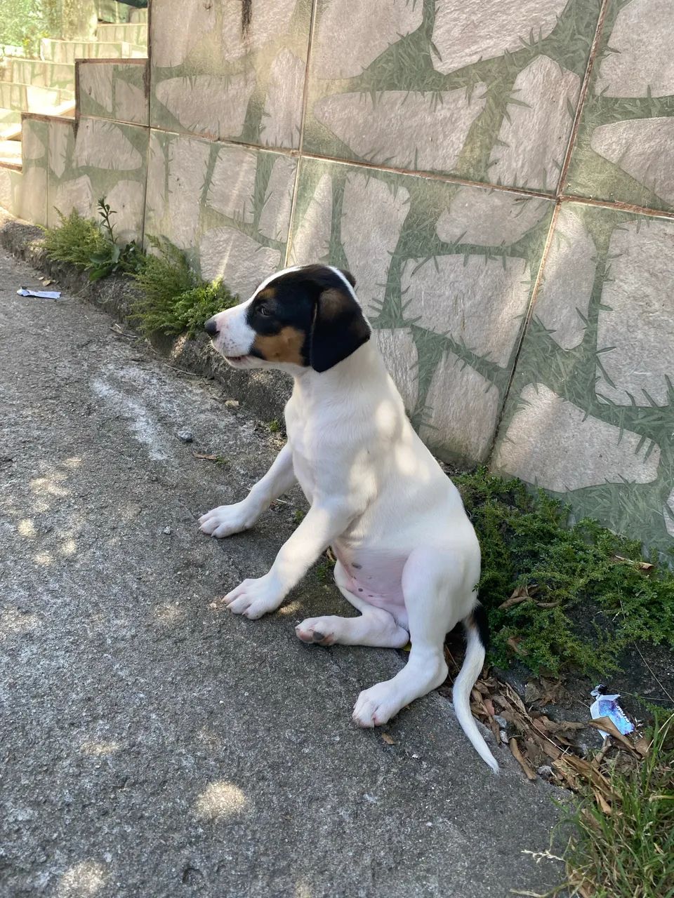 filhote macho 4 meses 