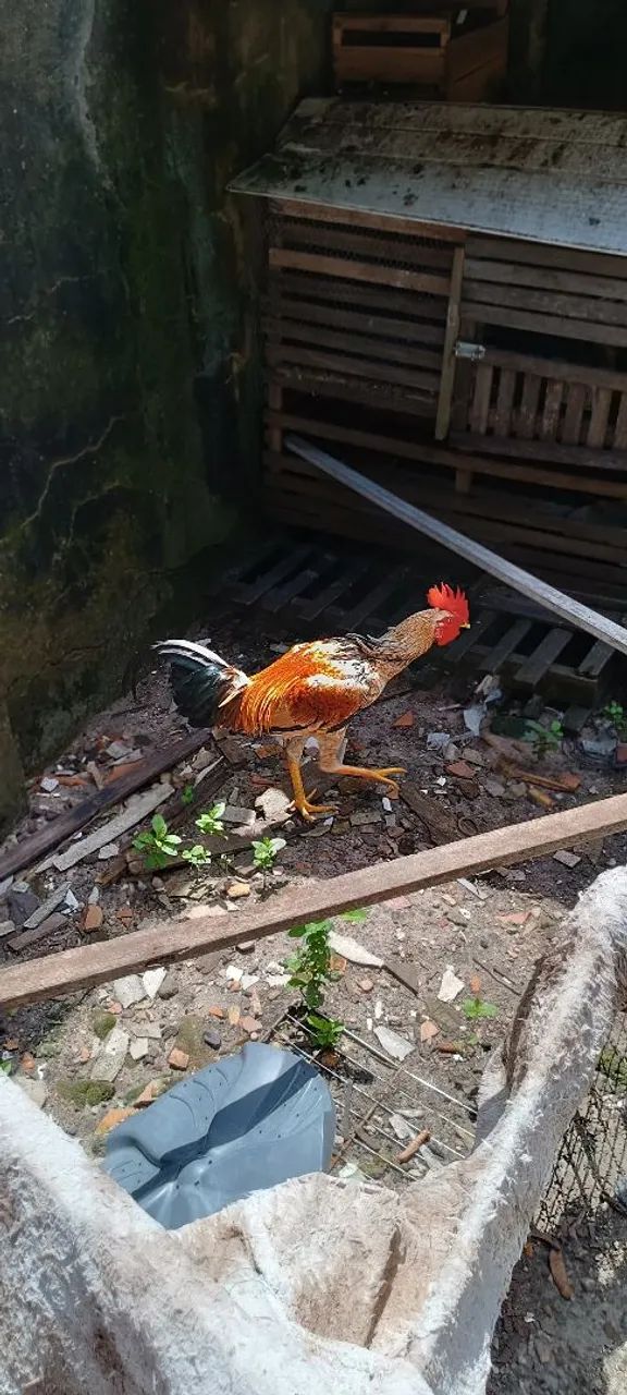 Galos adultos 