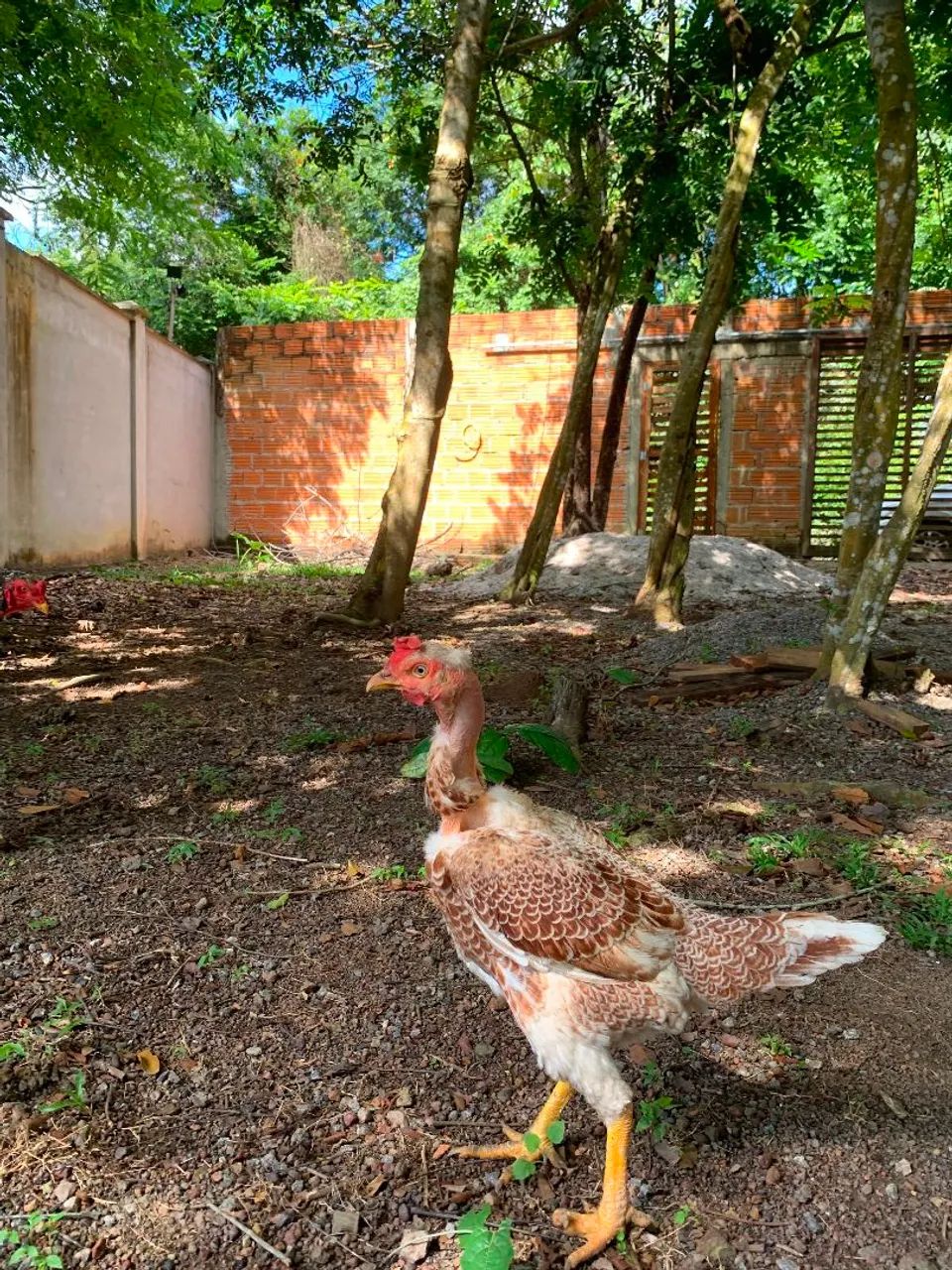 Galo de raça - Foto 2