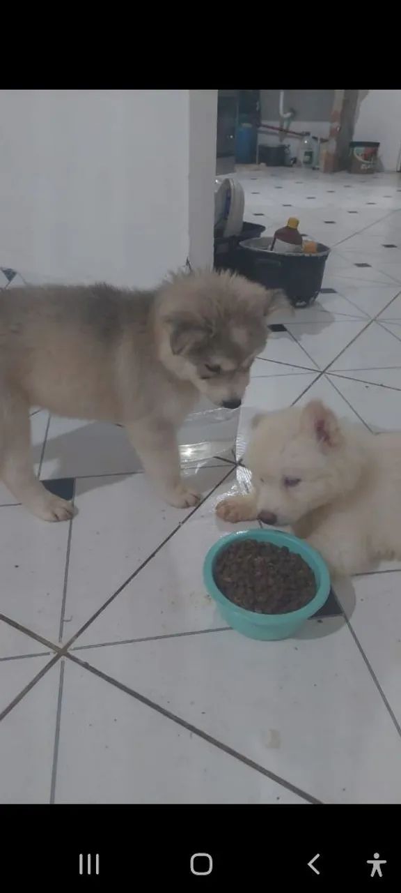 Promoção relâmpago casal de husk Siberiano  - Foto 2