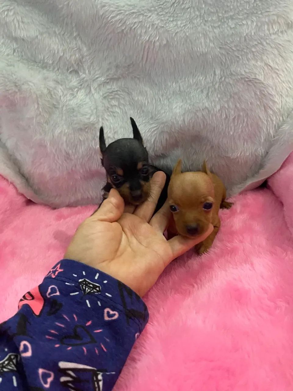 Pinscher zero  - Foto 2