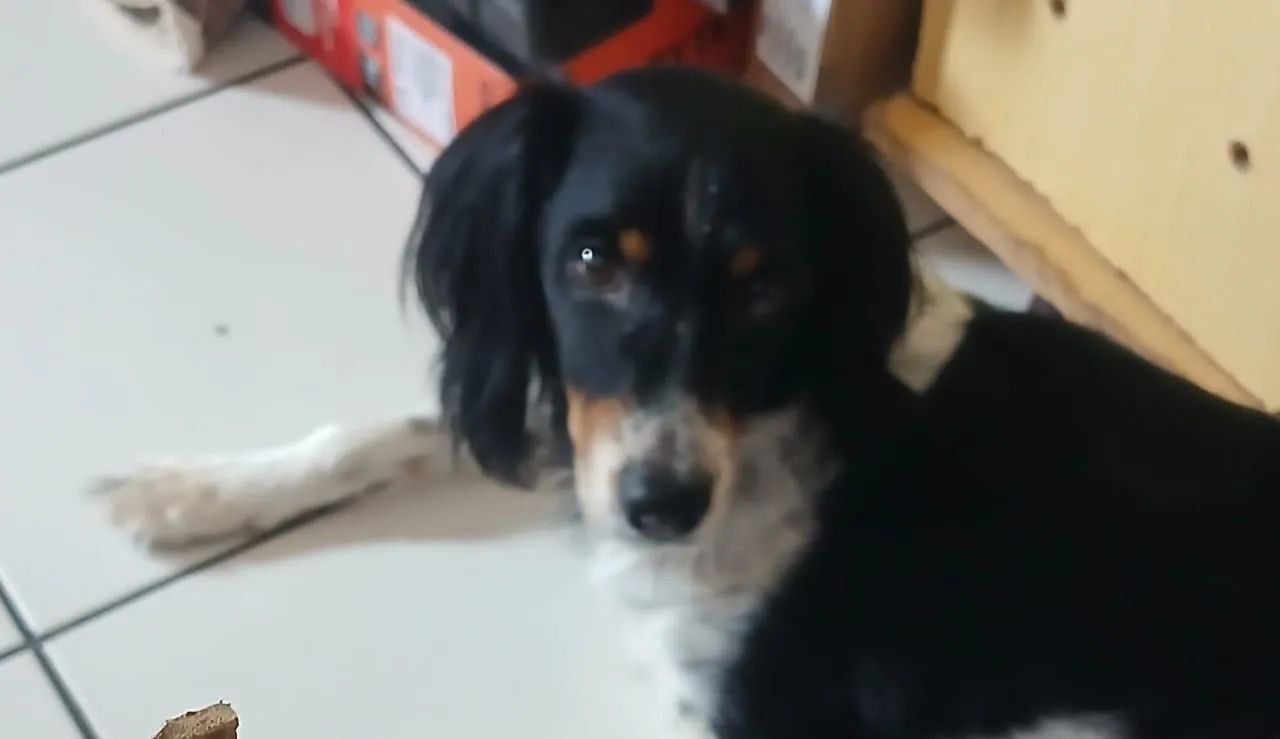 Cachorro 