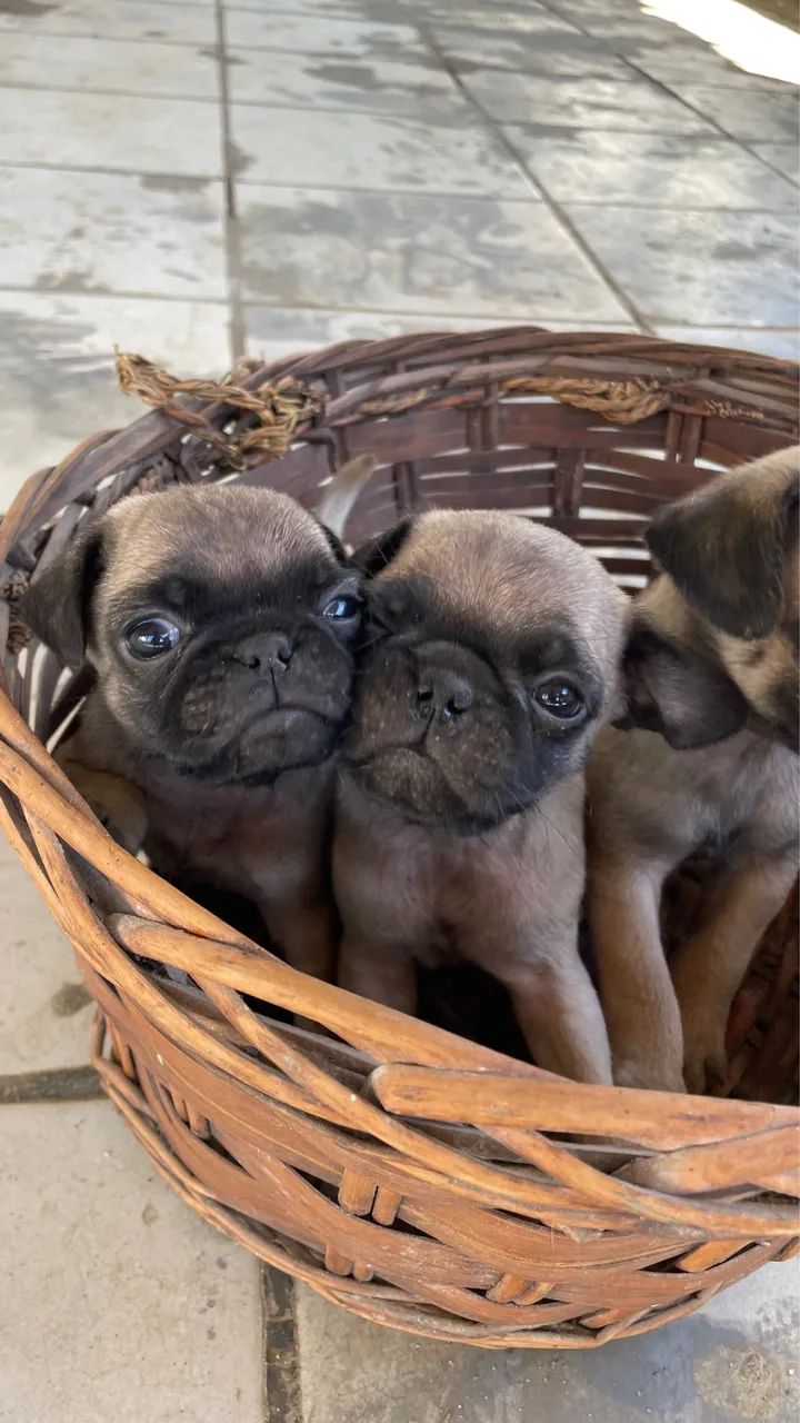 Pug macho  - Foto 3