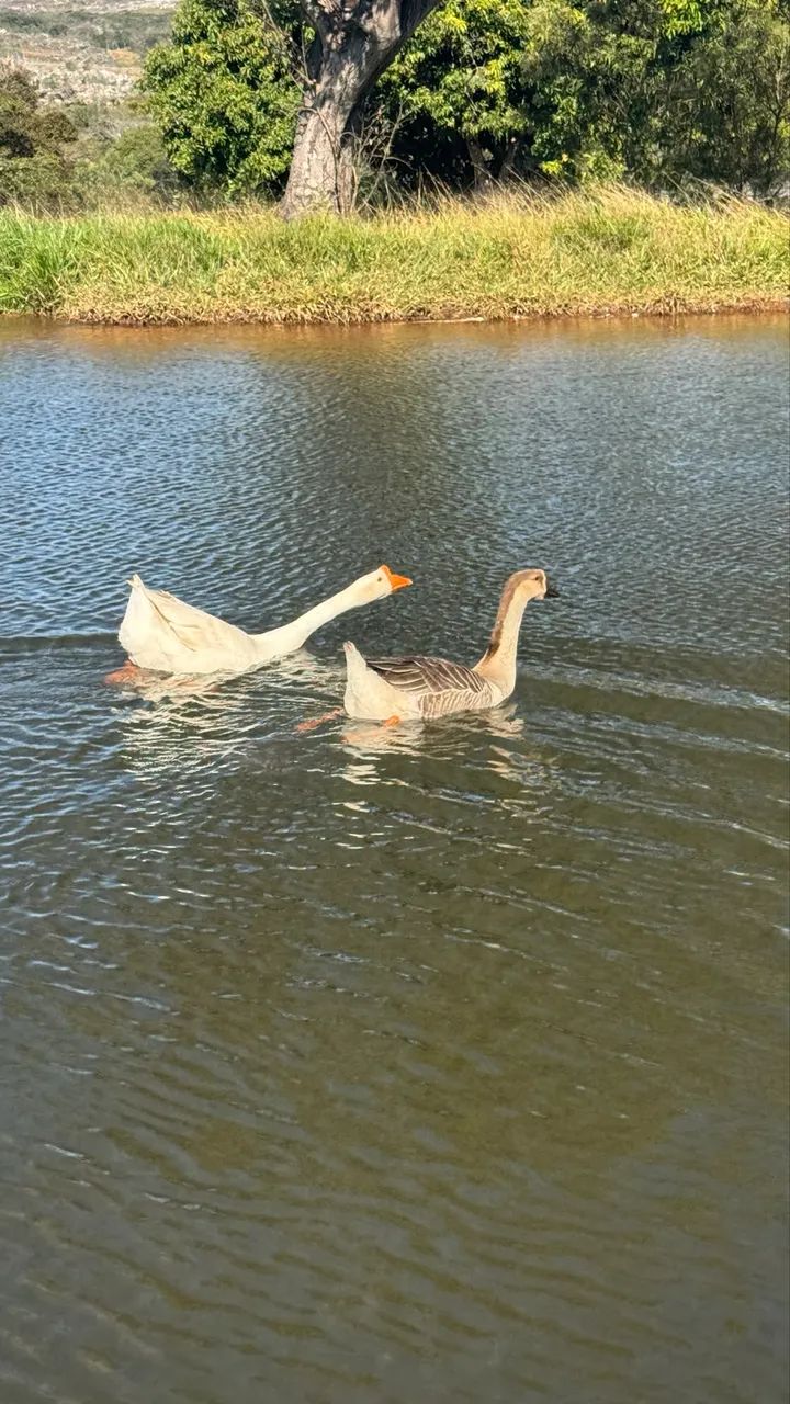 Casal de ganso  - Foto 3