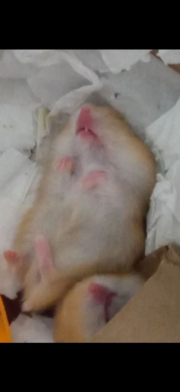 Filhote hamster anão russo - Foto 6