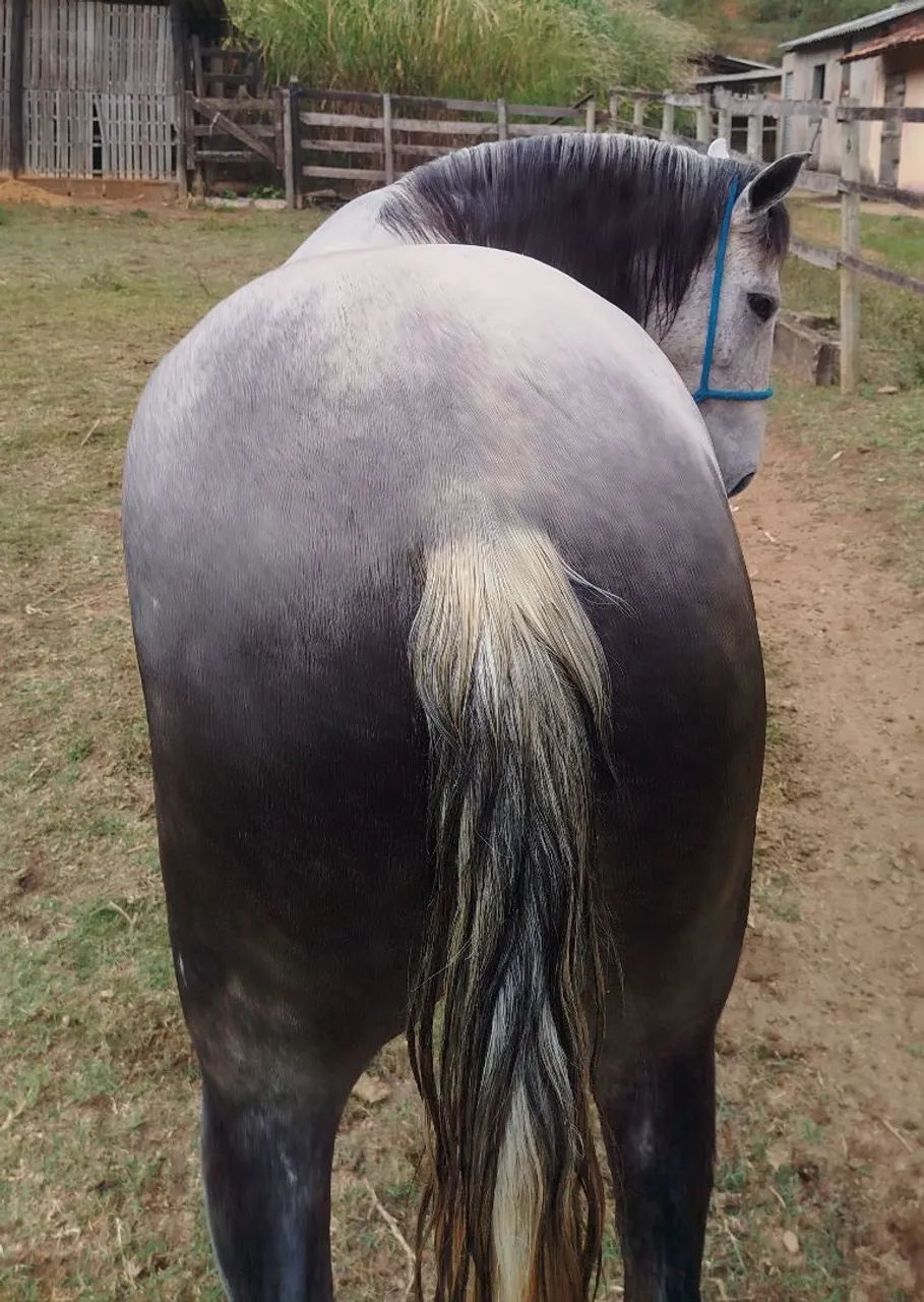 Égua 