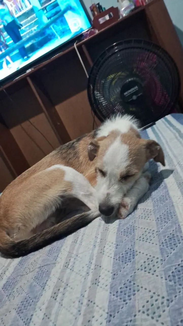 Adoção responsável (urgente) - Foto 4