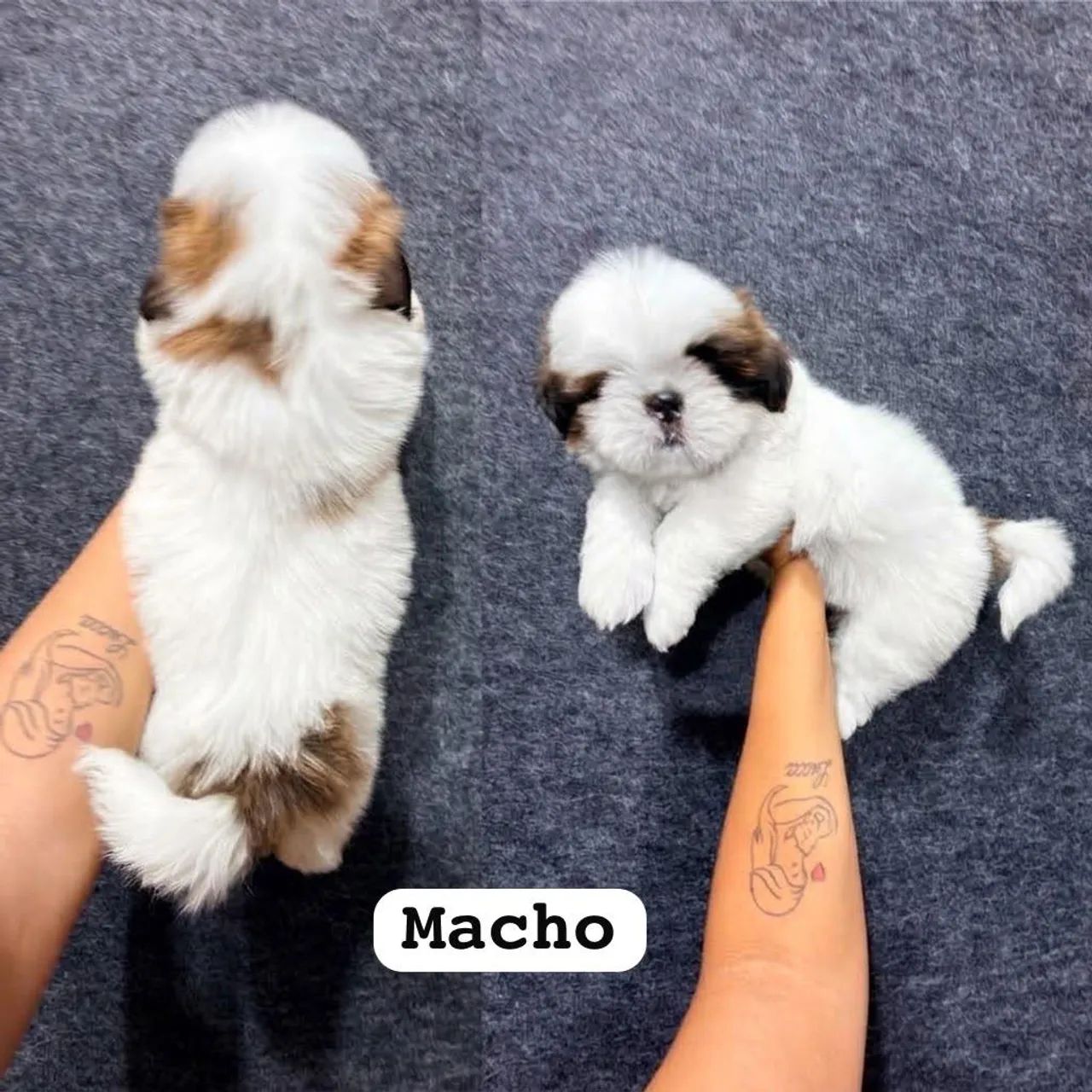 Shitzu macho  - Foto 5