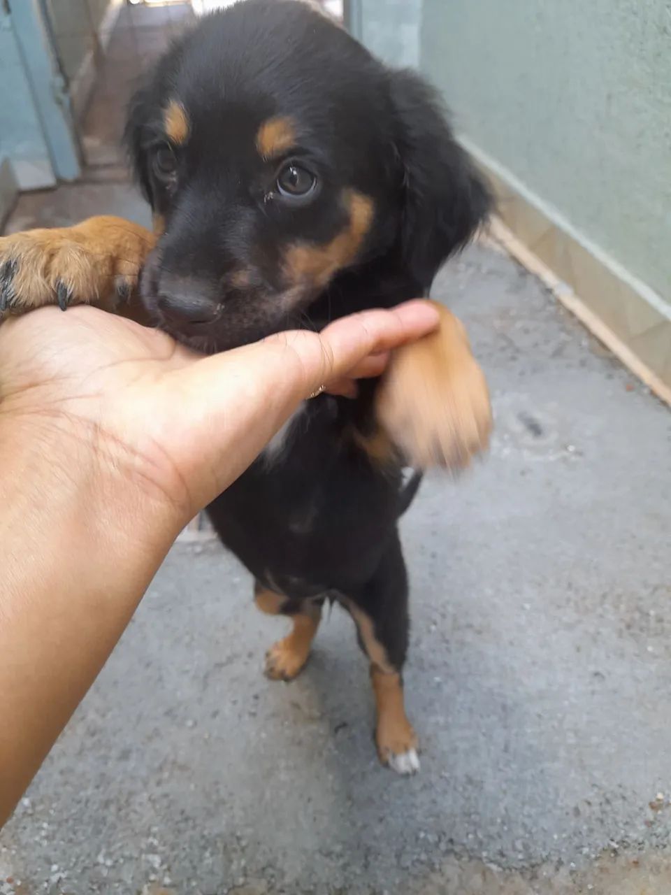 Cachorrinha - Foto 2