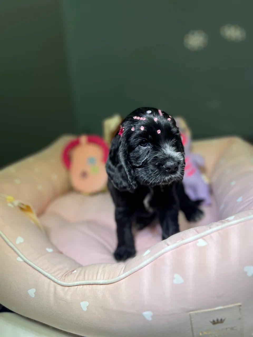COCKER SPANIEL - Foto 4