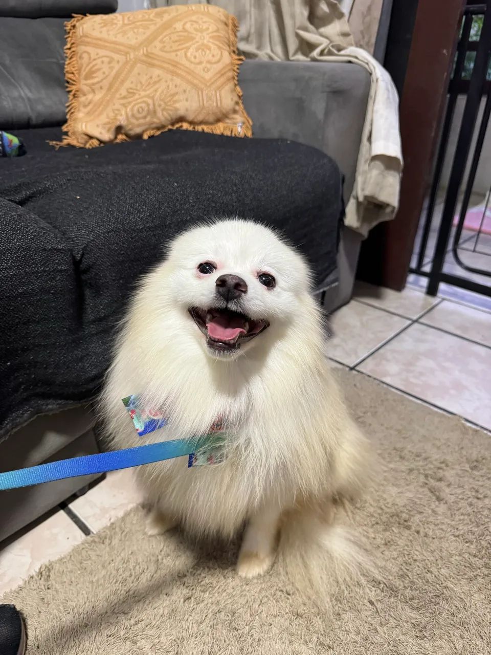 Spitz alemão  - Foto 2