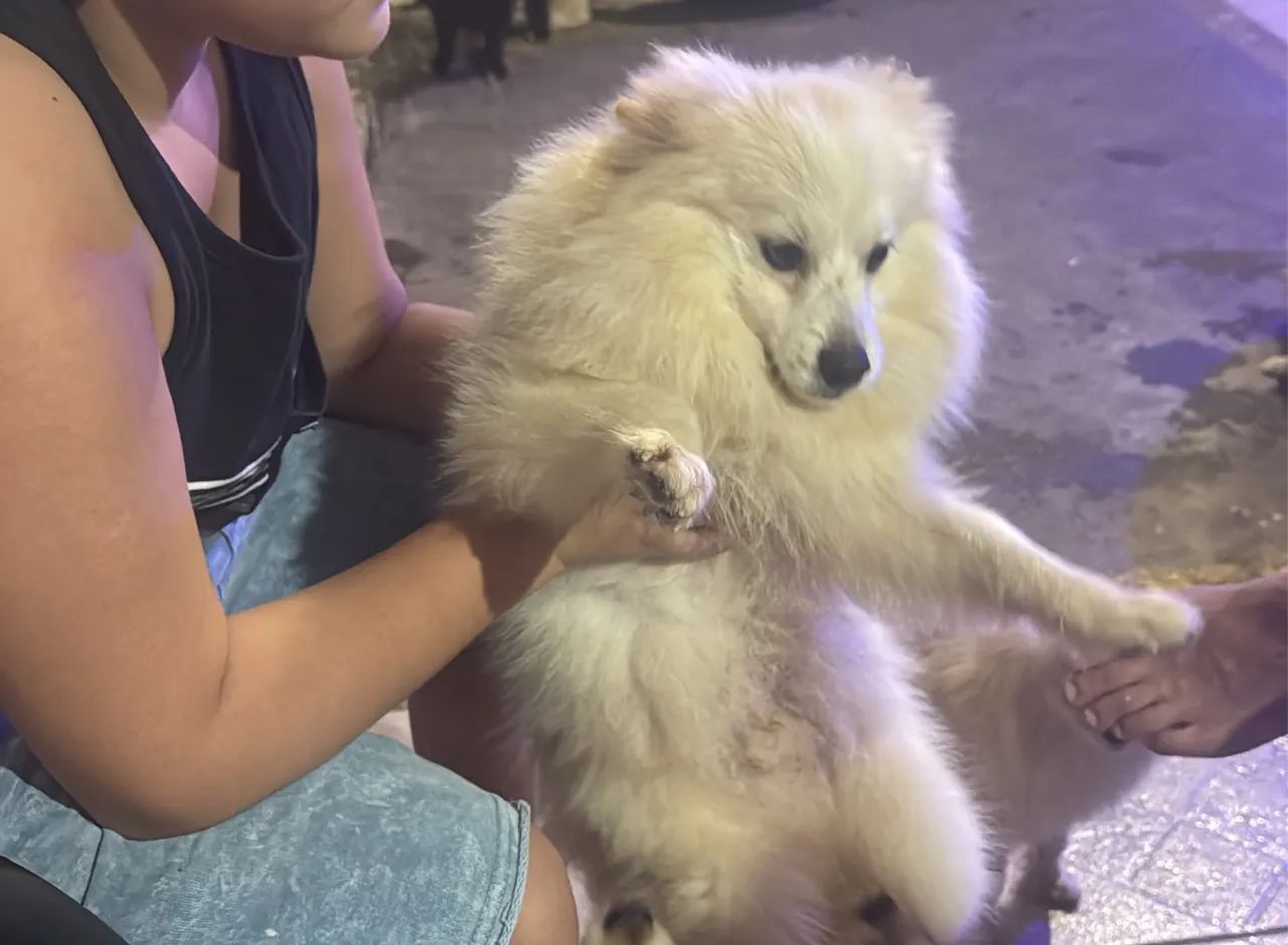 Spitz alemão  - Foto 2