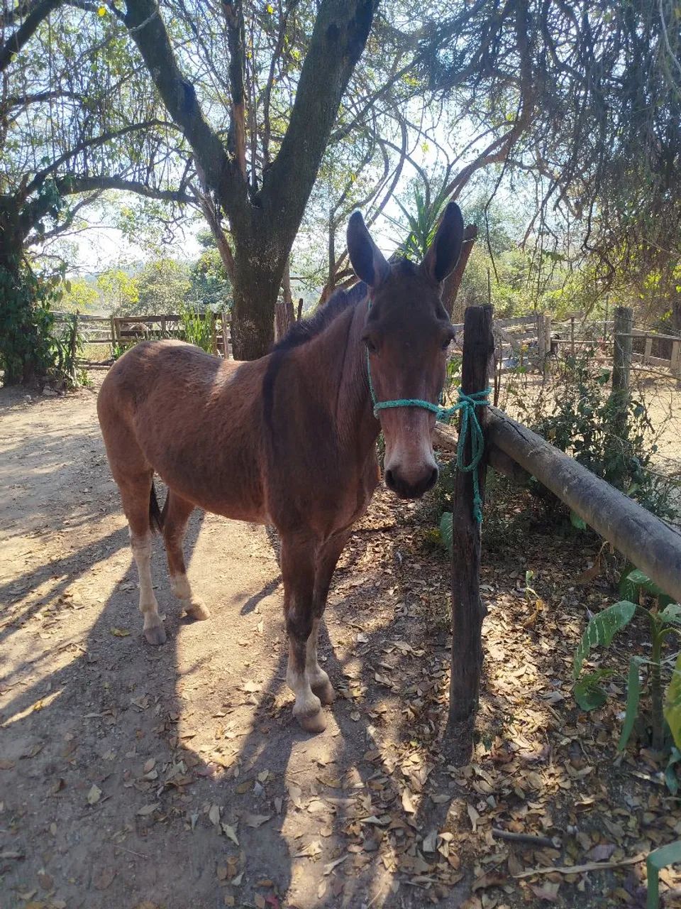 Burro top a venda mansinho - Foto 5