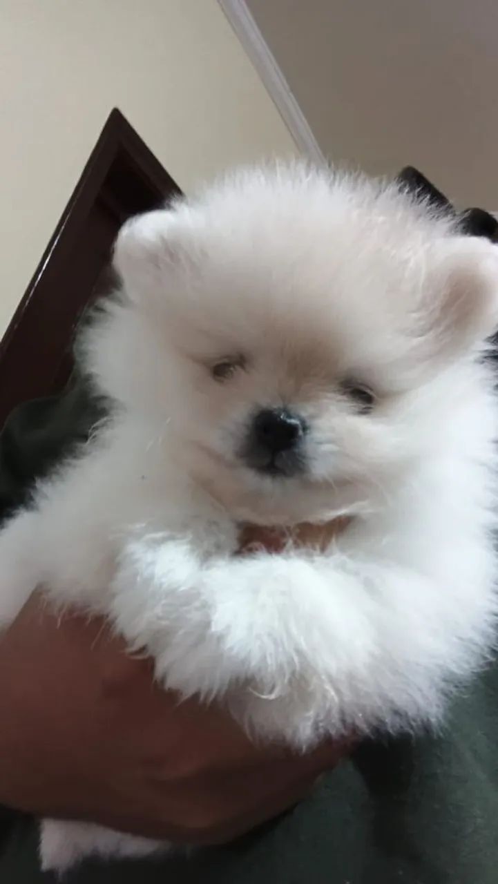 Spitz alemão  - Foto 4