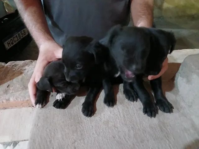 Cachorro filhote - Foto 4
