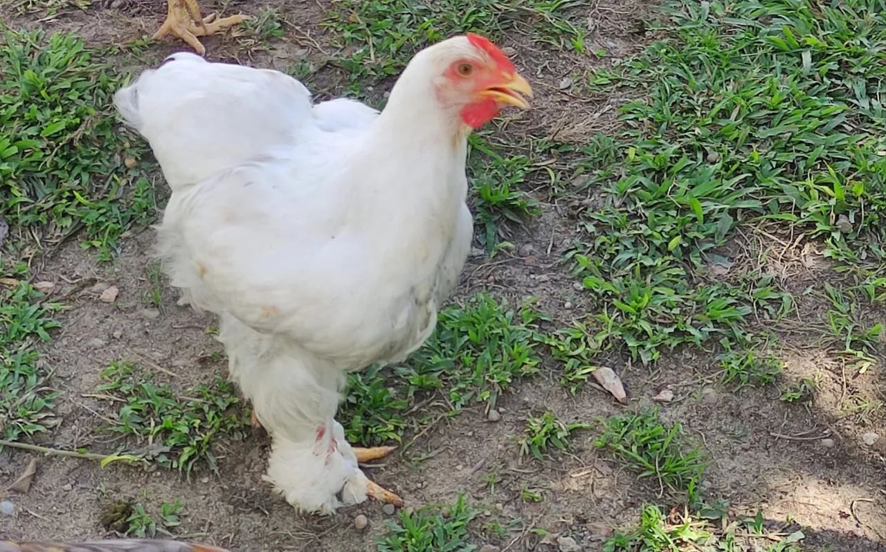 Frangas da Raça brahma white - Foto 2