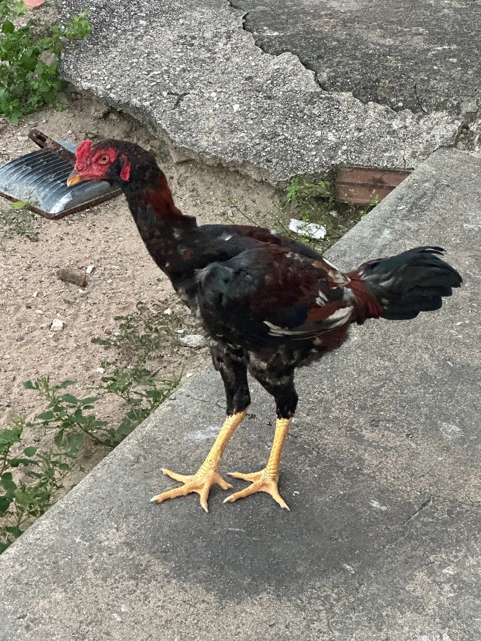 Frango indiano  - Foto 3