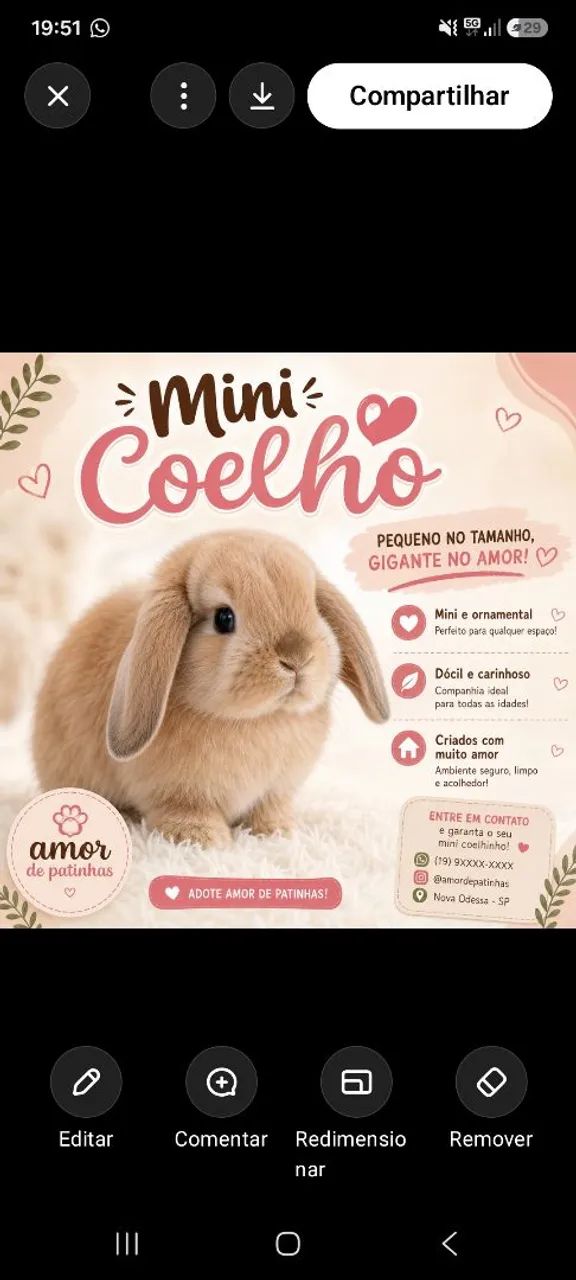 Mini coelho
