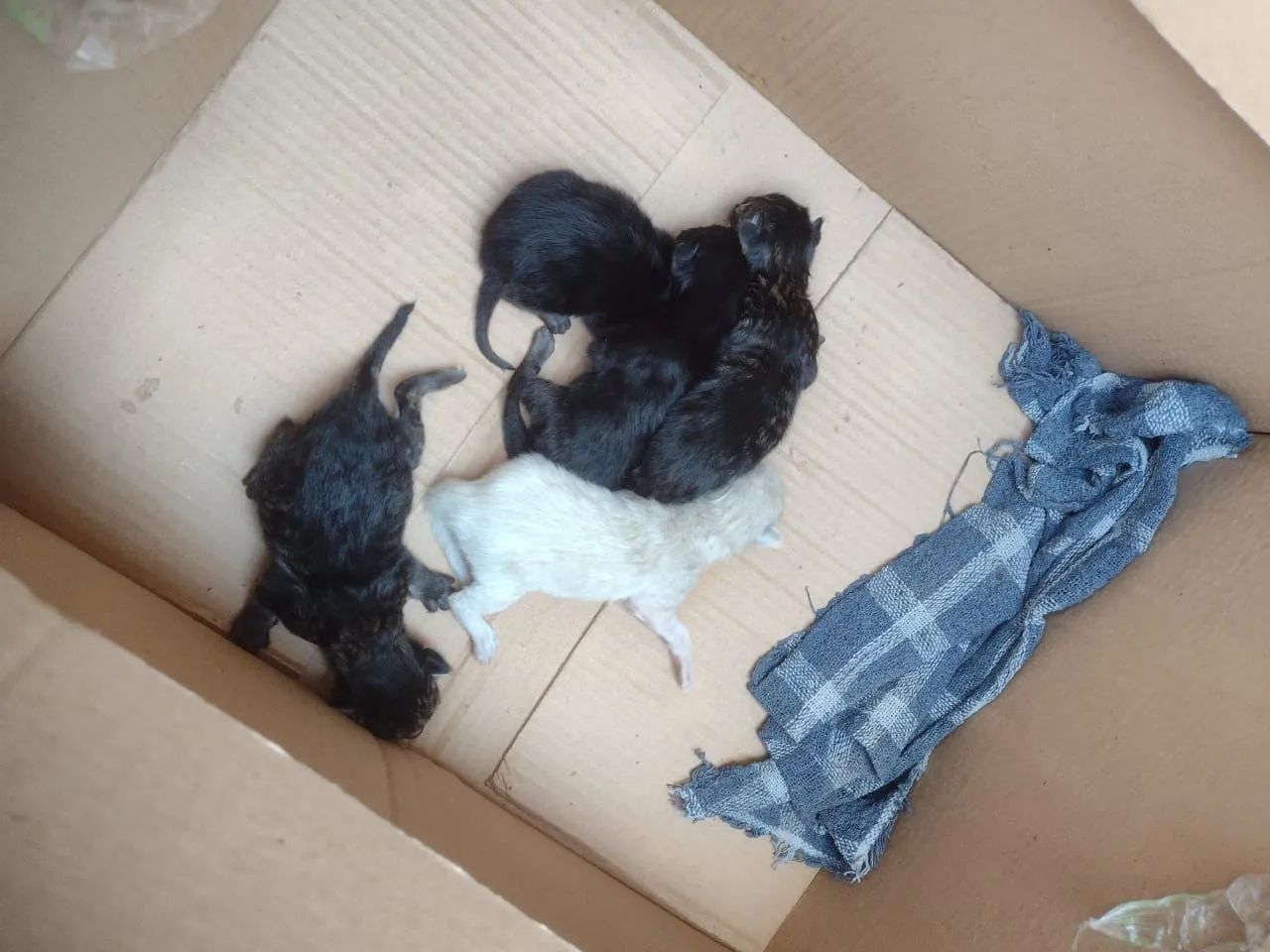GATINHOS PARA DOAÇÃO - Foto 5