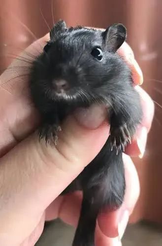 Gerbil esquilos da Mongólia  - Foto 4