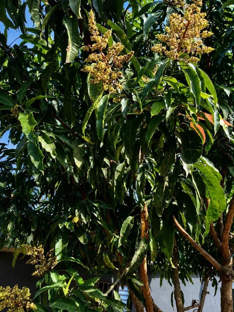 Chácara  - Foto 5