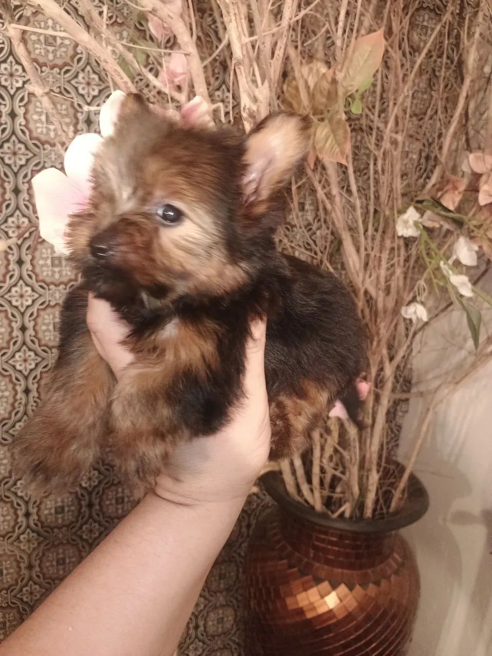 yorkshire terrier macho - Foto 5