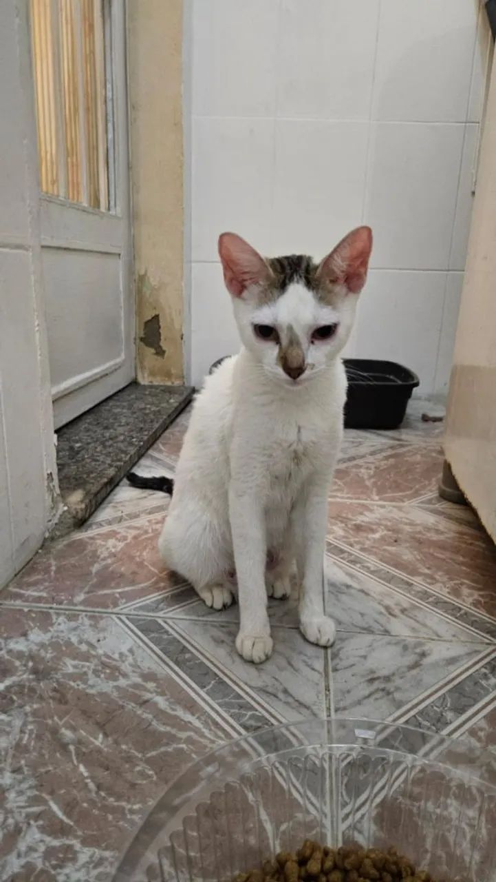 Gatinhas Para Doação - Foto 3