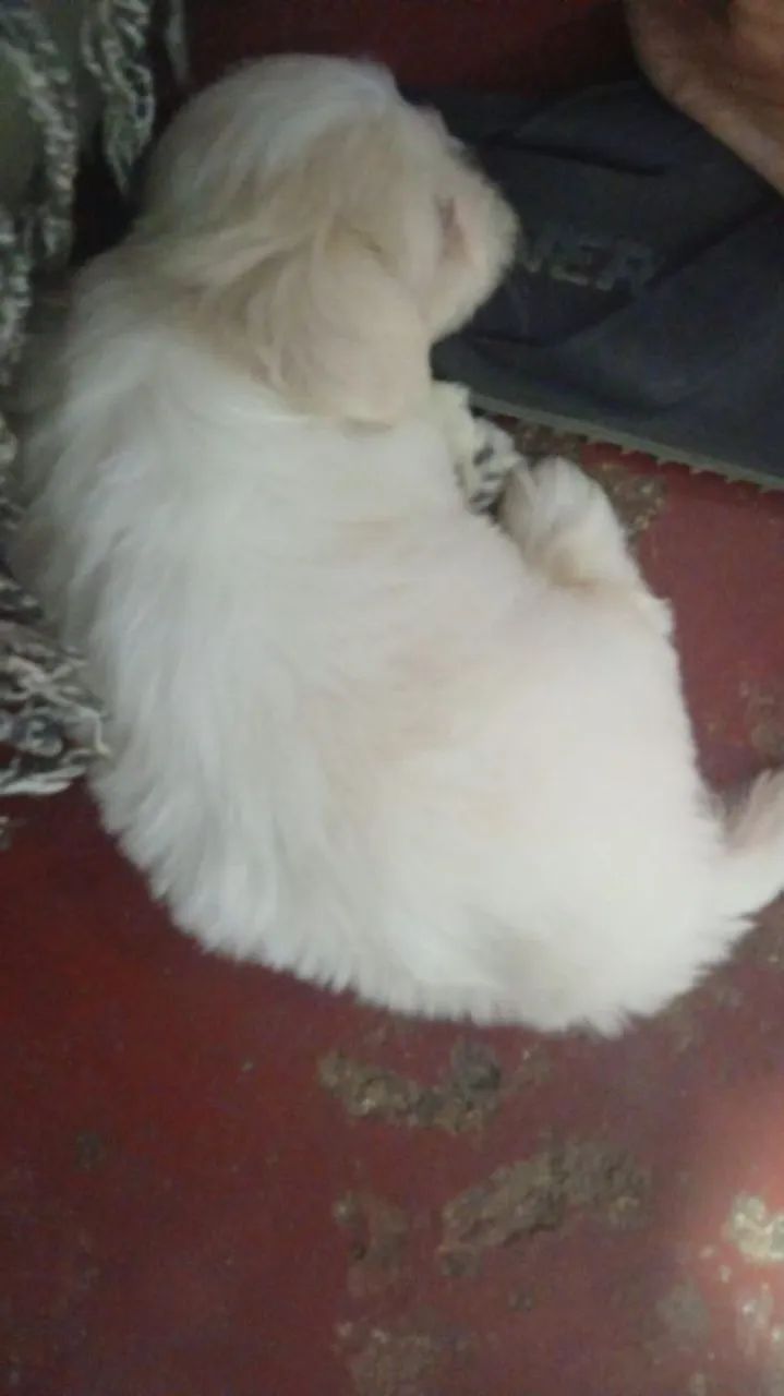Maltês  - Foto 2