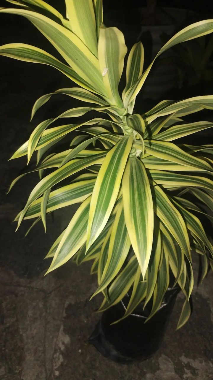 Plantas e Jardinagem  - Foto 3