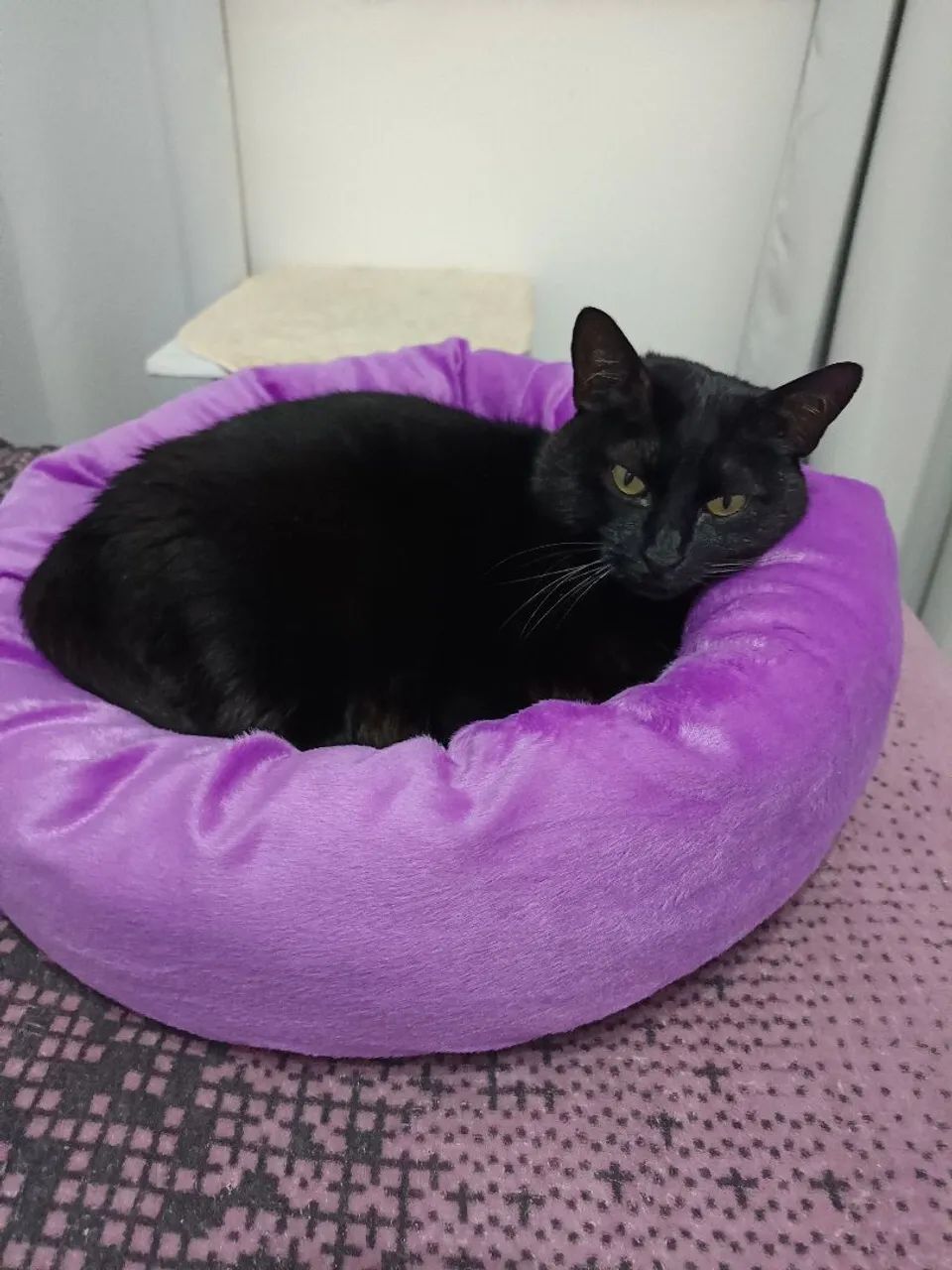 Cama para pet - Foto 5